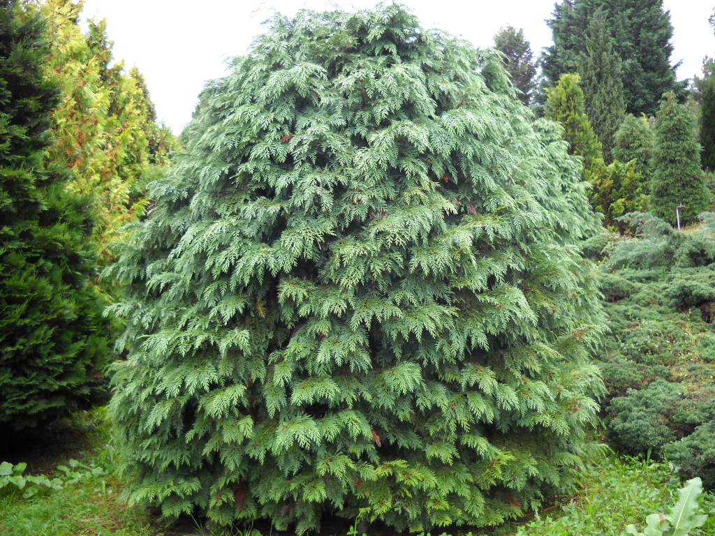 Chamaecyparis lawsoniana Globus Avas 313.jpg
